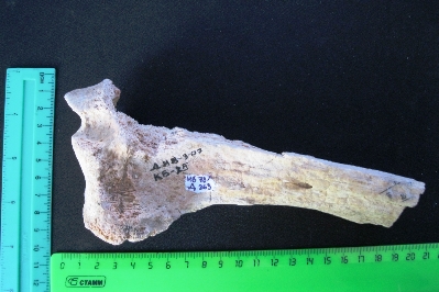  Палеонтология: кости